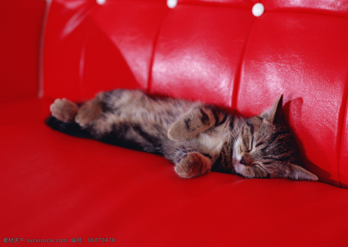 侧身 睡 红色 沙发 上 小猫 动物摄影 宠物 猫 可爱的猫 家猫 猫咪 小猫图片 家禽家畜 生物世界 陆地动物