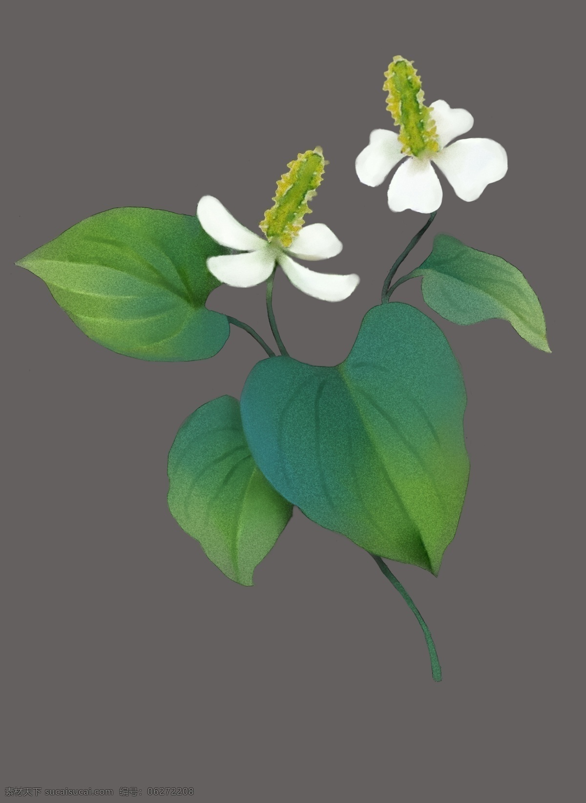 鱼腥草 中药材 中药 中医 植物 绿叶 花卉 花朵 白色 叶子 手绘 水彩