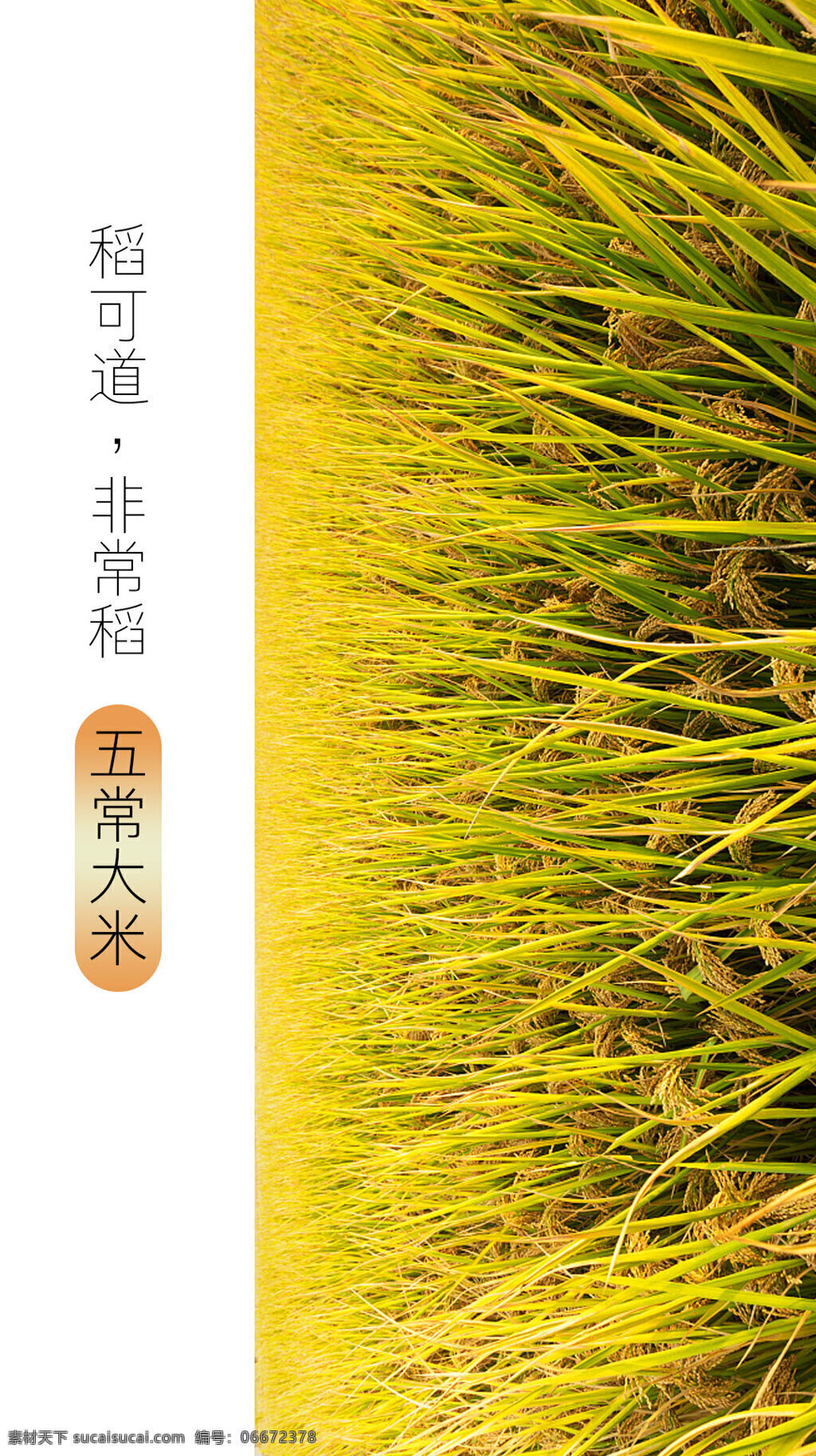 稻米海报 五常大米 稻子 稻米 文字排版 创意海报 简约