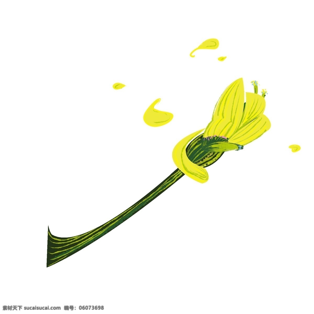 只 花苞 装饰 插图 装饰花苞 油菜花苞 掉落的花苞 黄色花苞 绿色藤条 卡通花苞 花苞插图 斜视花苞