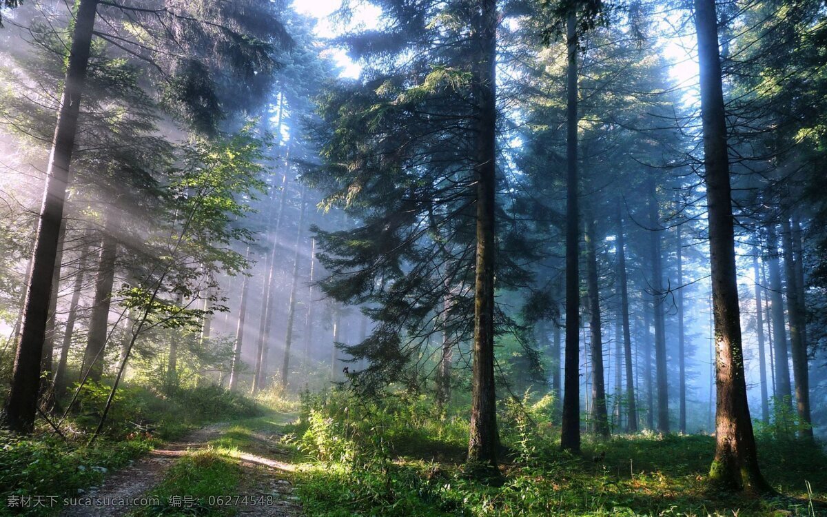 阳光森林 自然 森林 树木 阳光 树木树叶 生物世界