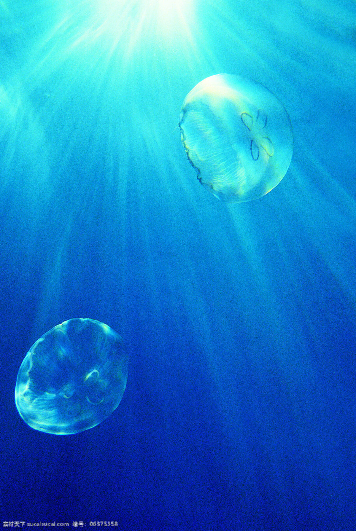 海洋生物 海底世界 海洋 礁石 生物世界 鱼 鱼类 珊蝴礁石 珊蝴 海底景色