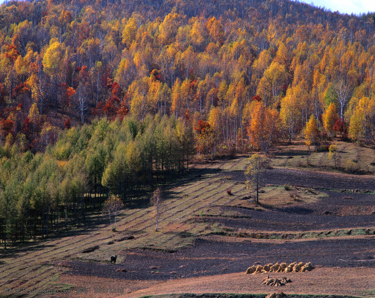 金黄色 树木 自然风景 风景 山水 景色 山川 景物 风景摄影 壮美 秀美河山 森林 山水风景 风景图片