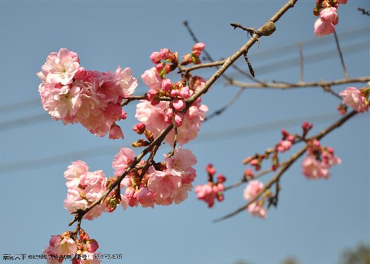 风景图片 生活图片 樱花背景 樱花素材 樱花图片 自然风景 樱花 文件下载 樱花摄影 樱花欣赏 风景 生活 旅游餐饮