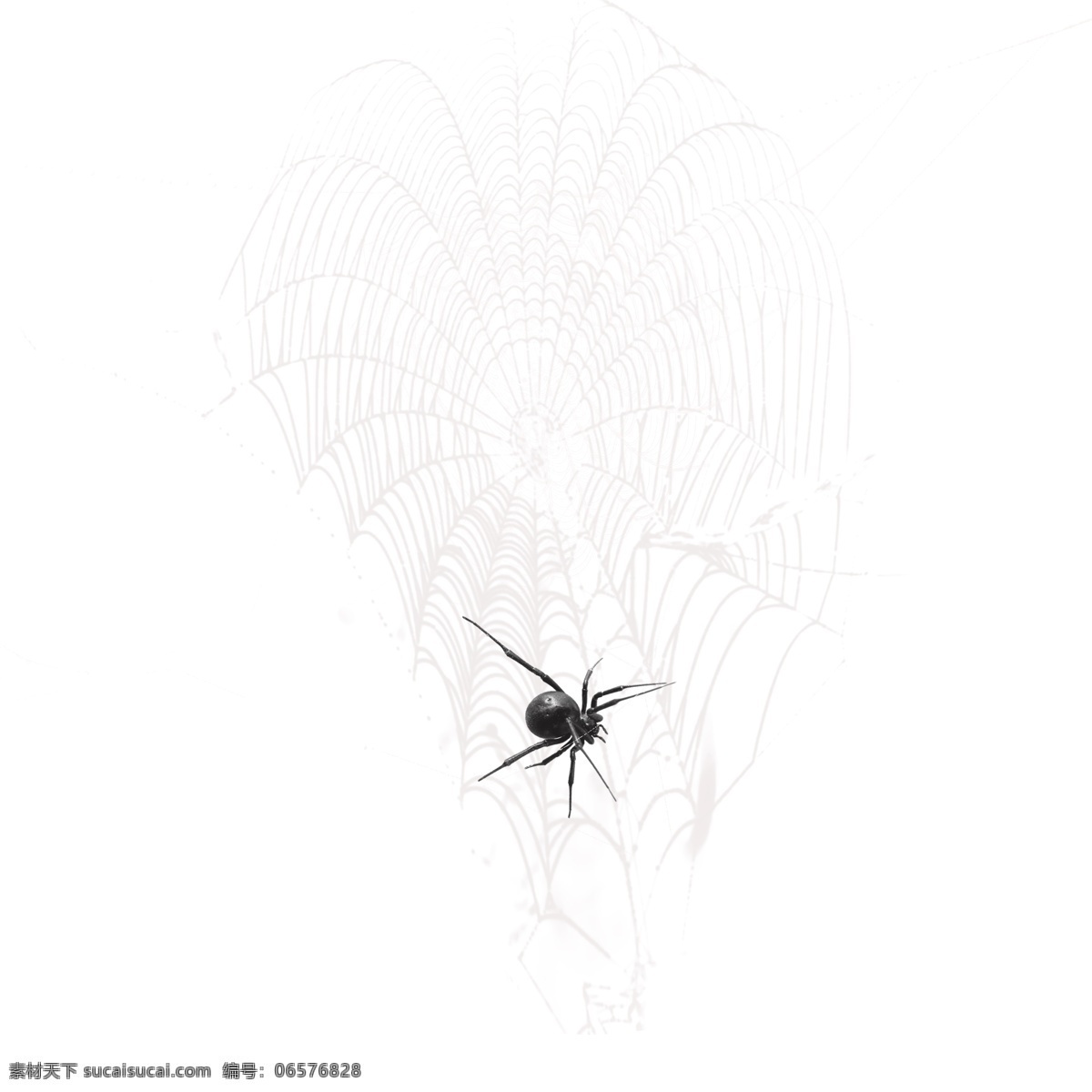 蛛 线 丝网 状 效果 创意设计 蜘蛛网 蛛线丝 露水网 毒蜘蛛特效 网状物 白色 织网 吐丝 网状效果 织网的蜘蛛