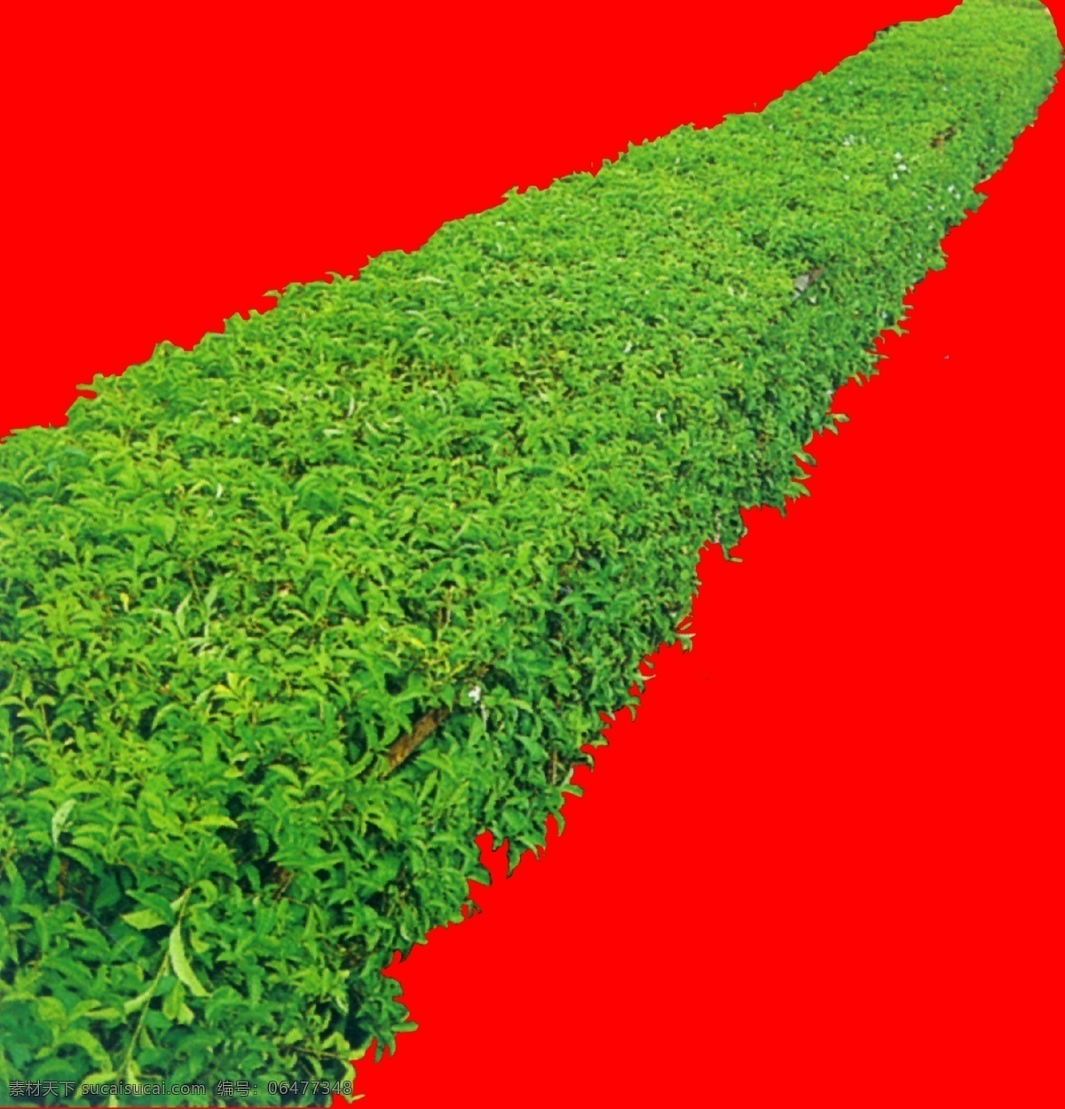 灌木 效果图 植物 配景 园林植物 配景素材 园林 建筑装饰 设计素材 3d模型素材 室内场景模型