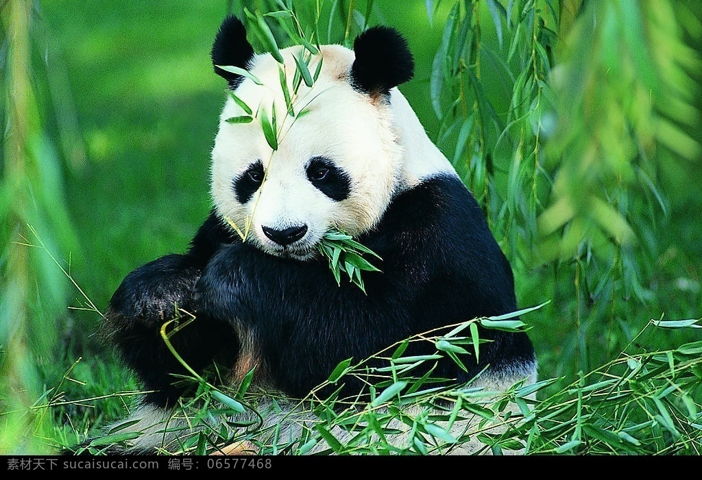 大熊猫 国宝啊 旅游摄影 国内旅游 摄影图库