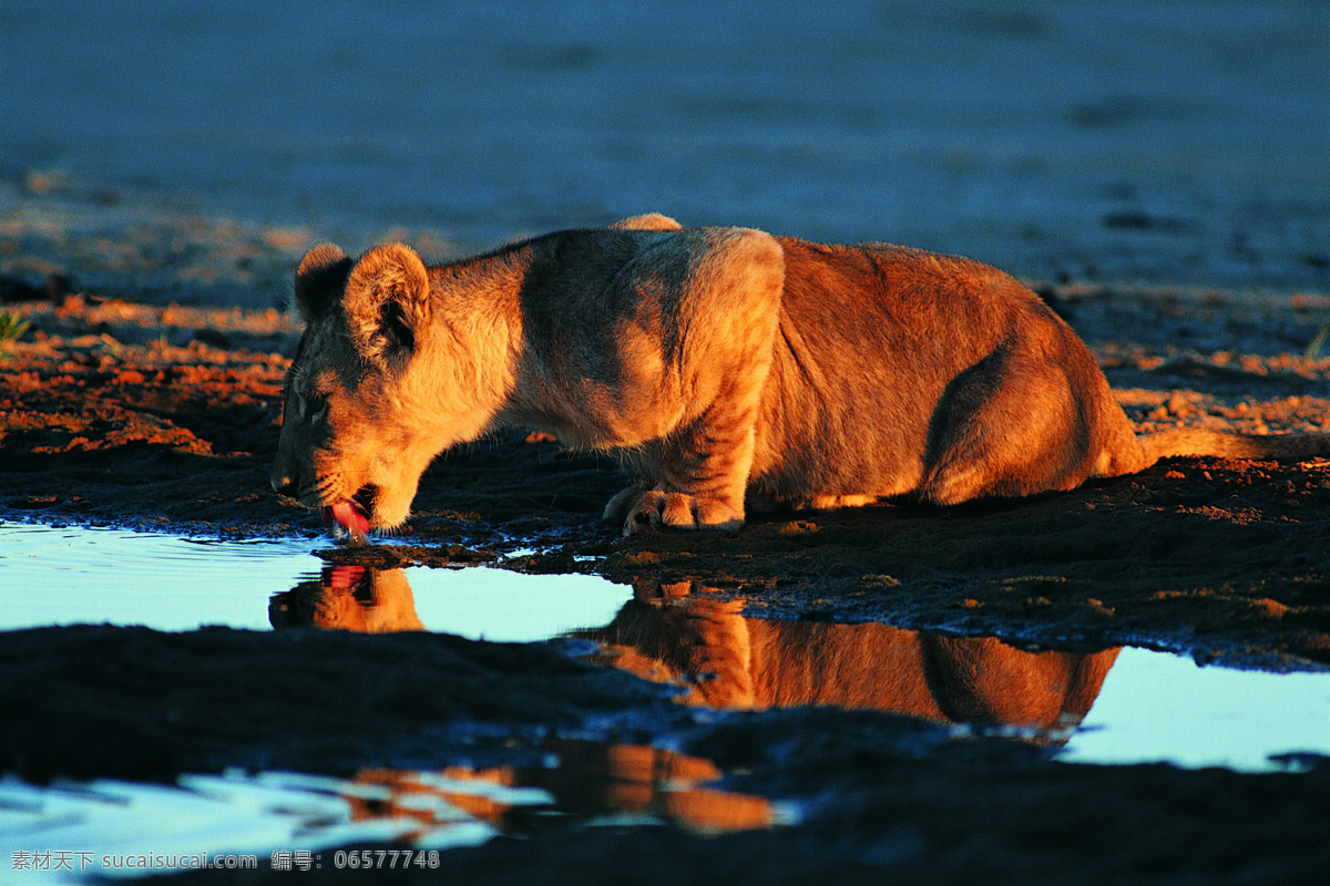 喝水的狮子 野生动物 动物世界 哺乳动物 狮子 喝水 摄影图 陆地动物 生物世界 黑色
