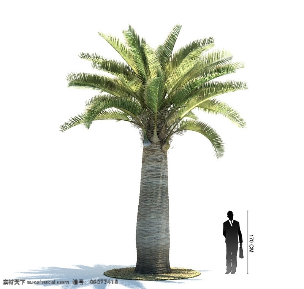 热带树木模型 棕榈树 树木模型 植物模型 vray 3d max 模型 热带 树木 展示模型 3d设计模型 源文件
