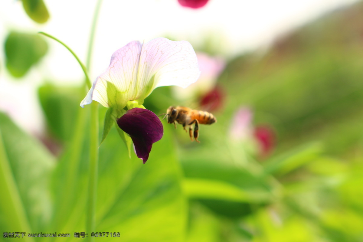 菜园 花朵 开花 蜜蜂 农业 生物世界 蔬菜 蜜蜂与豌豆 种植 植物 微距摄影 豌豆 寒豆 麦豆 雪豆 毕豆 麻累 国豆 矢量图 日常生活