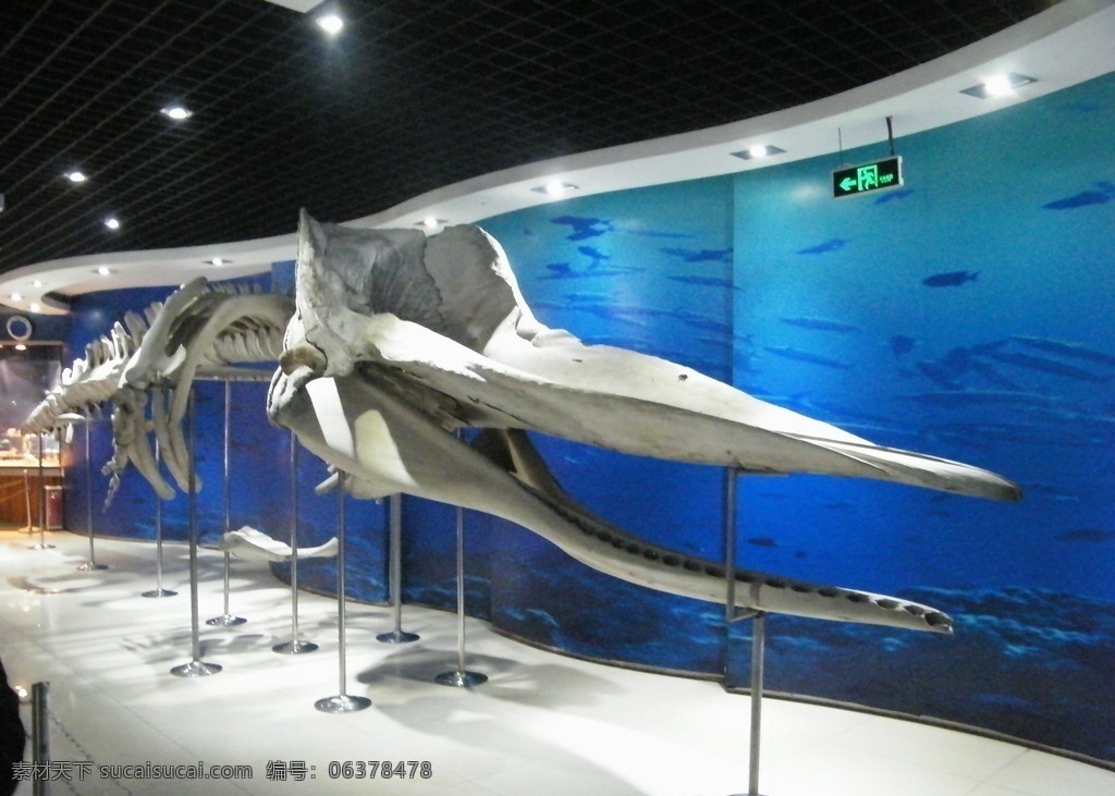 鲸鱼骨骼 鲸鱼 骨架 标本 鱼标本 海洋生物标本 动物 海洋生物 生物世界