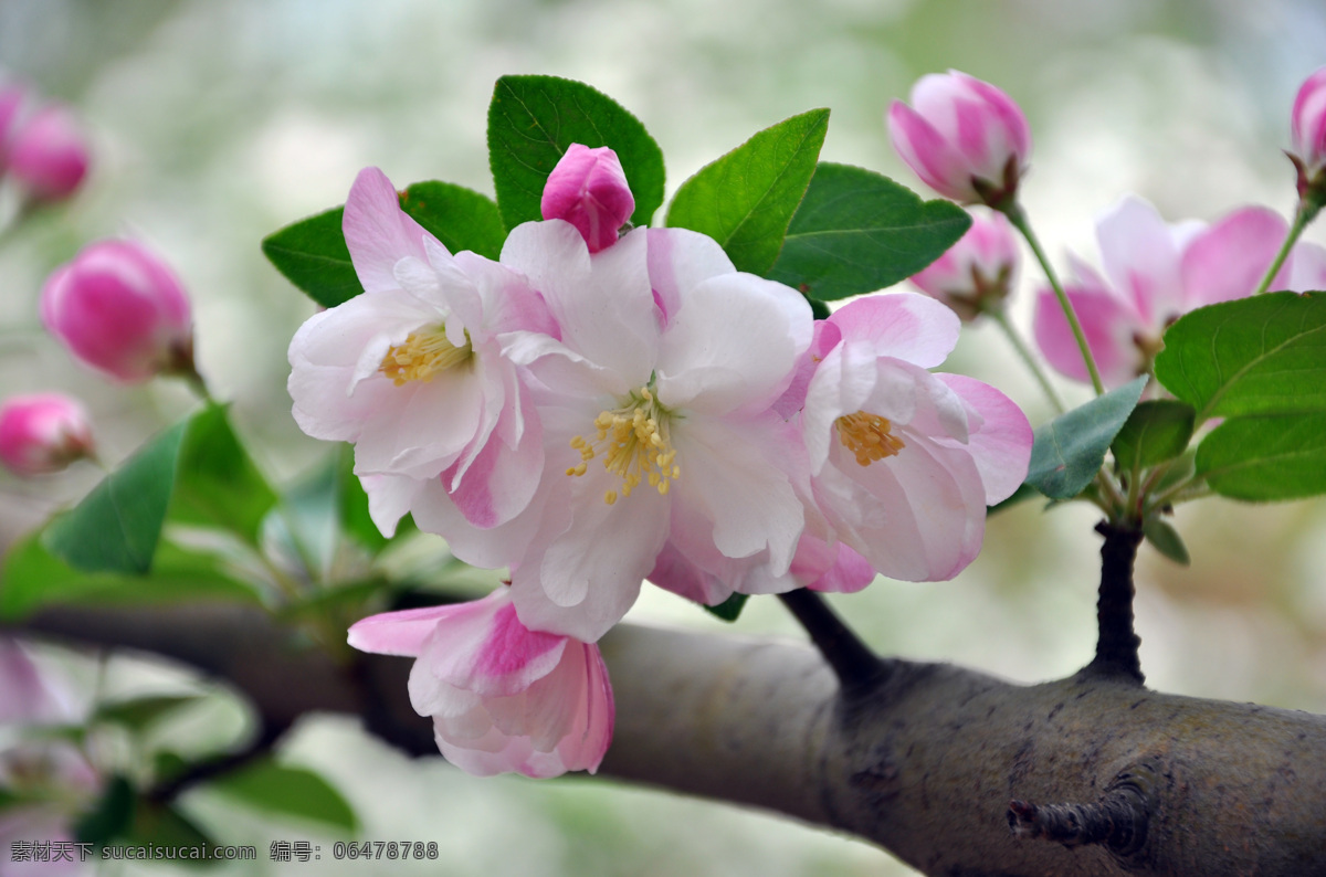 海棠花 绿叶 树枝 花草 生物世界