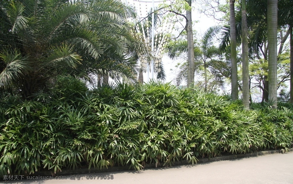 棕竹 棕榈科植物 植物 植物素材 植株素材 生物世界 花草