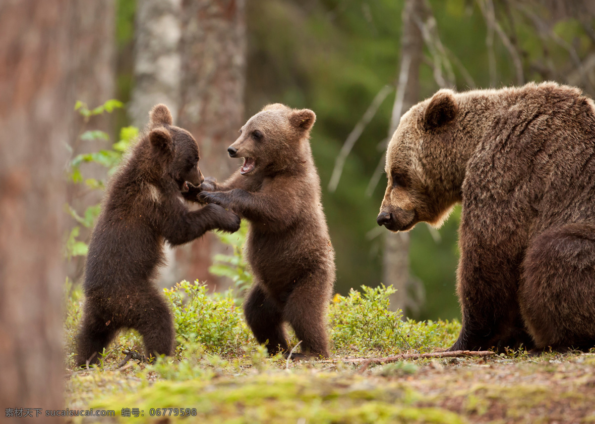 打架 可爱 小 熊 棕熊 小熊 熊仔 熊幼崽 野生动物 陆地动物 动物世界 生物世界