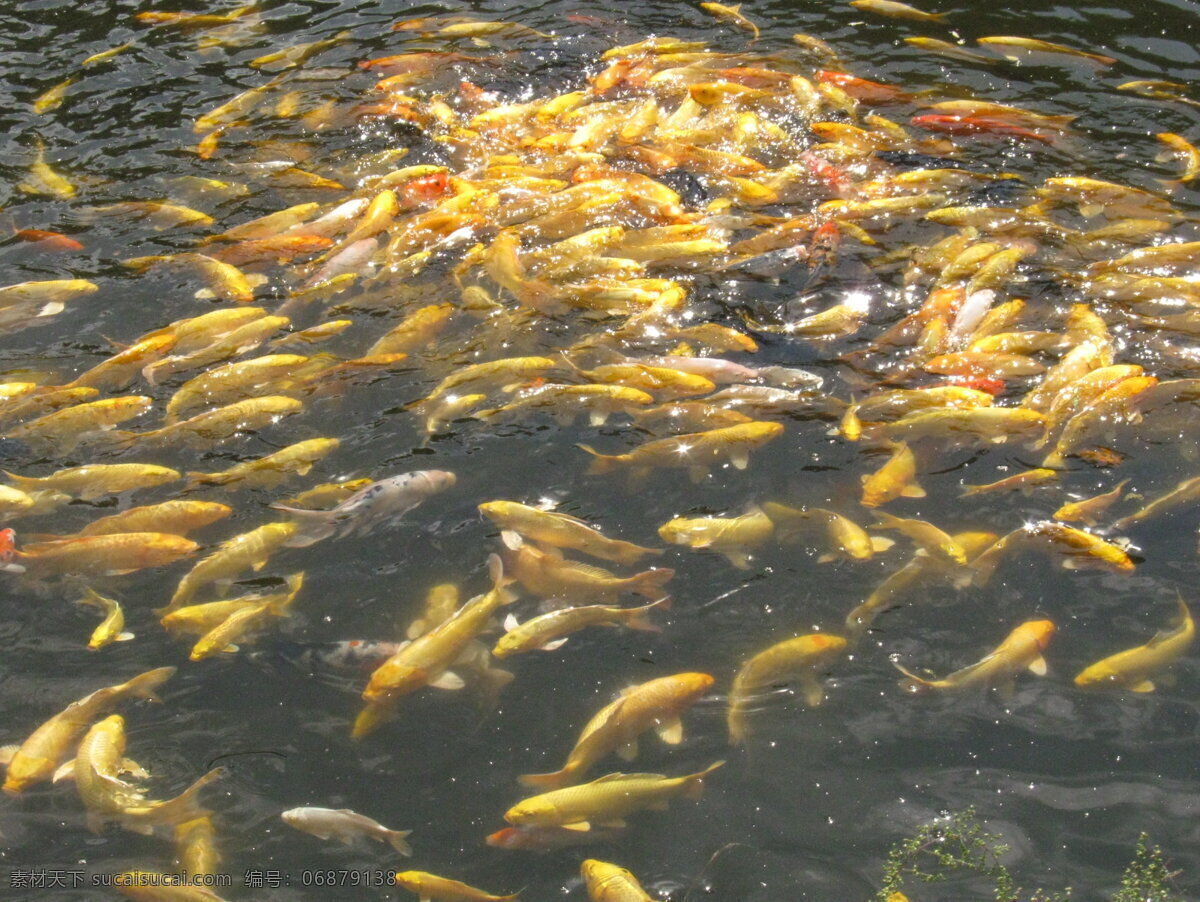 锦鲤 白色 波光 池塘 金色 鲤鱼 生物世界 水波 鱼群 世博园 漩涡状 鱼类