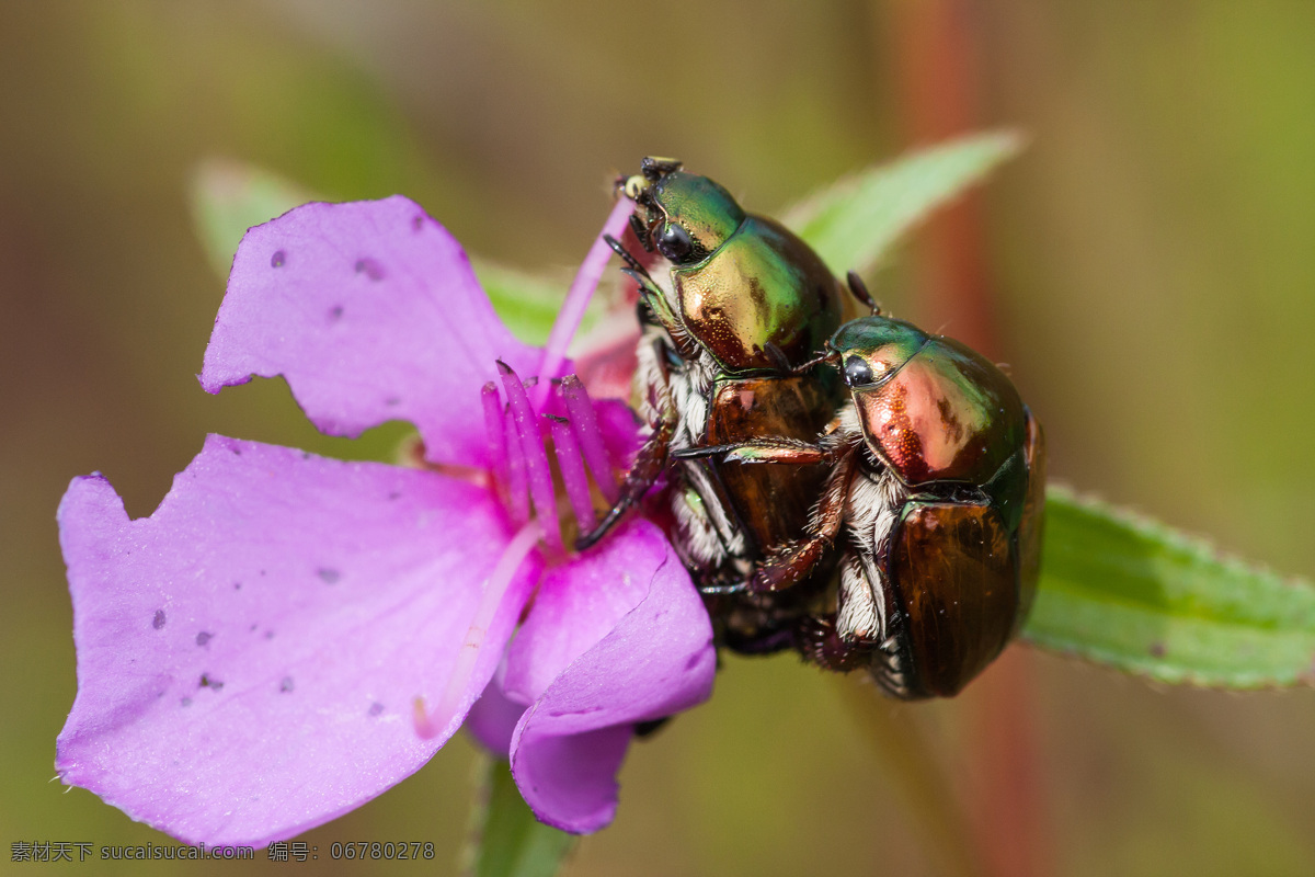 鲜花 上 甲虫 花朵 昆虫 动物摄影 动物世界 昆虫世界 生物世界 紫色