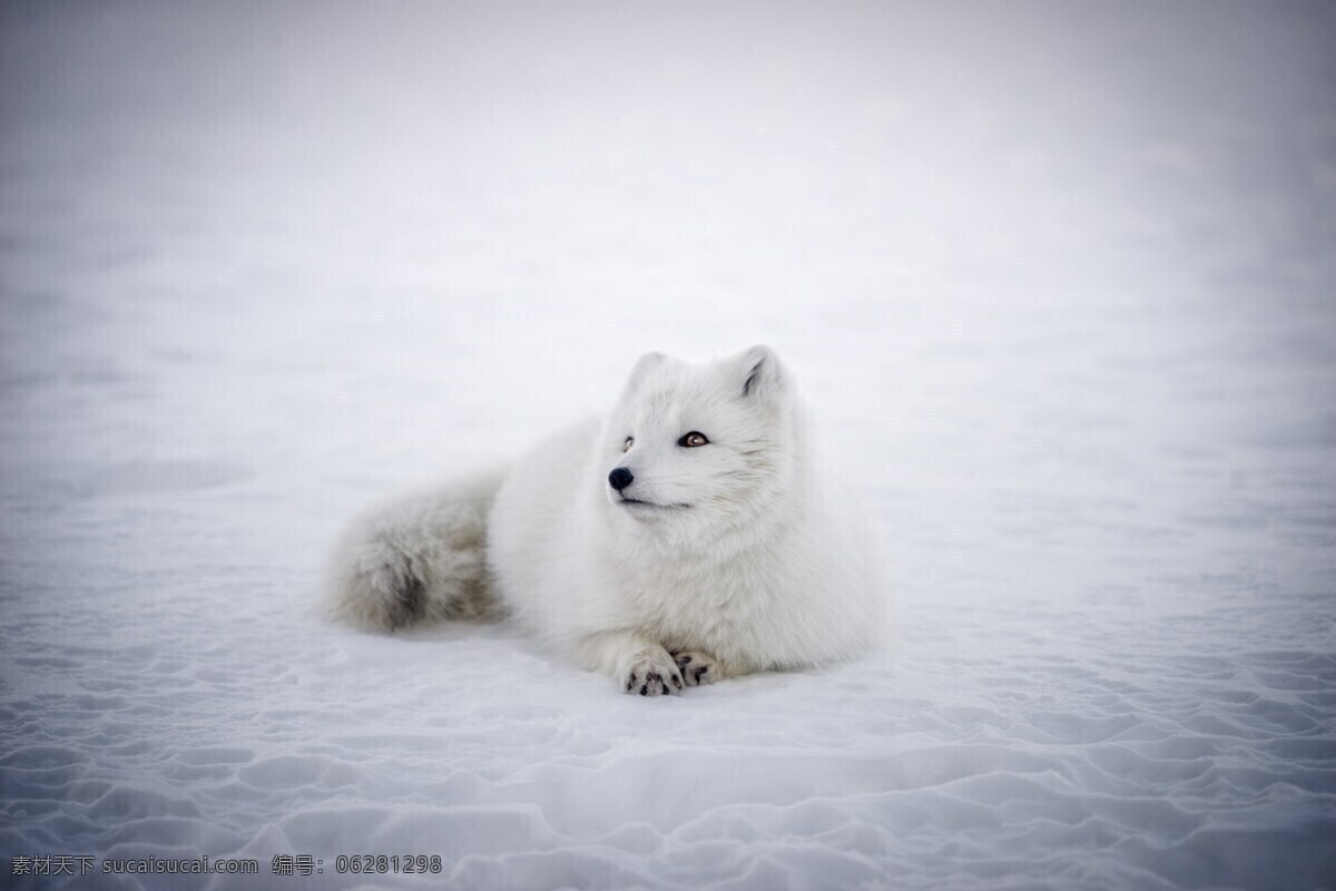 冰岛 北极狐 动物 野生动物 可爱 雪地 冬天 景观 自然 户外 生物世界