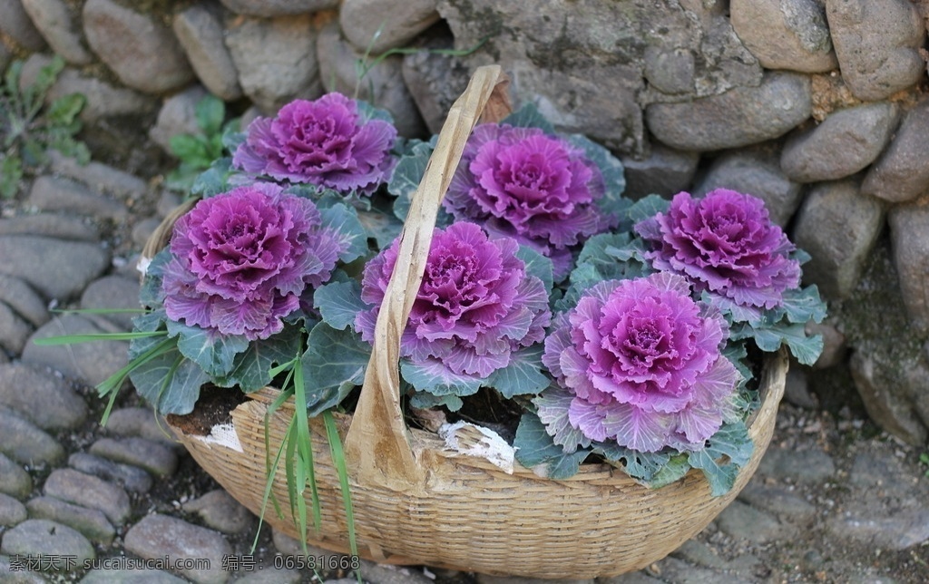 紫花甘蓝 篮子 甘蓝 紫色 绿色 花朵 植物 生物世界 花草