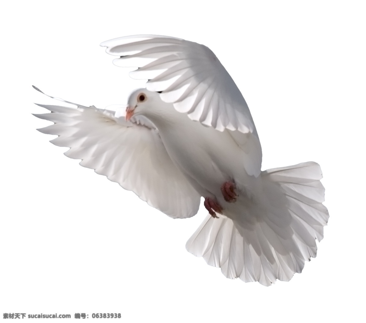 写实 白色 鸽子 分层 白鸽 翅膀 飞 飞禽 飞翔 和平 鸟 鸟类 白 解放 羽毛 自由 psd源文件