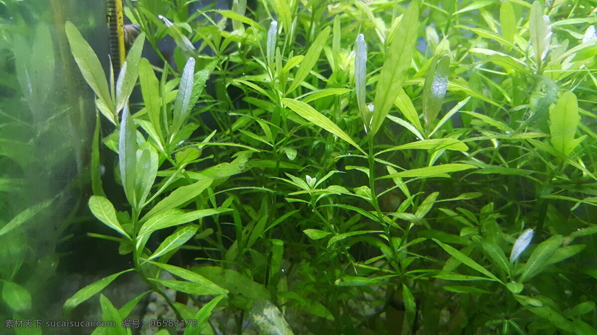 水族造景 水族 水草 鱼缸 草缸 绿叶 草本 草 水草造景 清澈 透亮 生物世界 花草