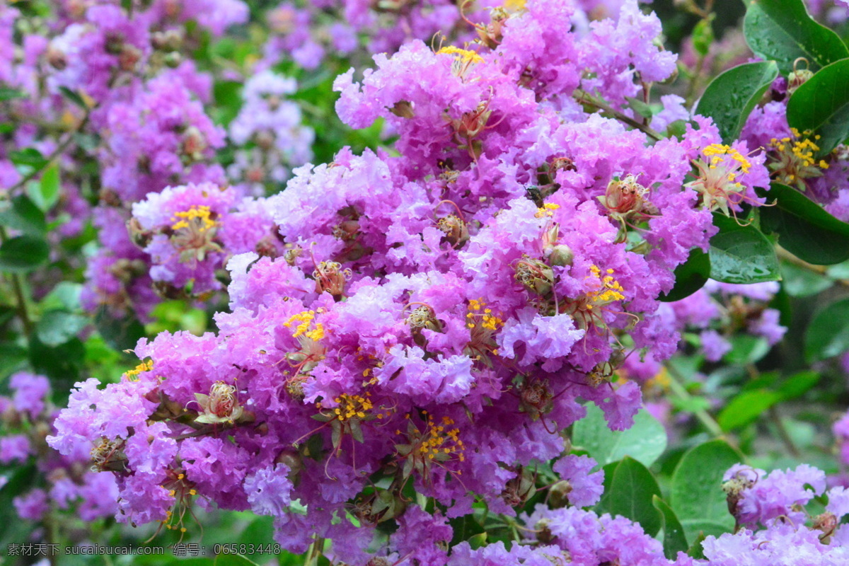 紫薇花 紫薇树 园林美景 满堂红 灌木 紫薇 花卉 枝叶 花儿 花草 园林绿化 绿化景观 生物世界