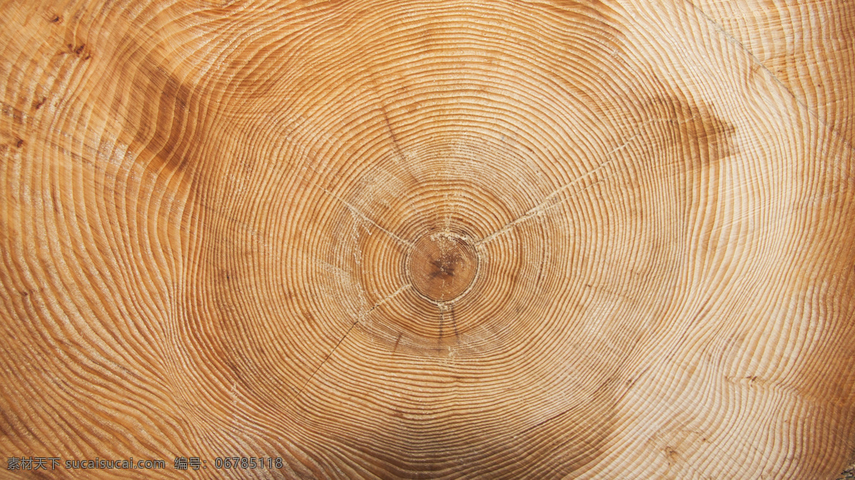 年轮图片 木材 年轮 树 浅木 肌理 照片