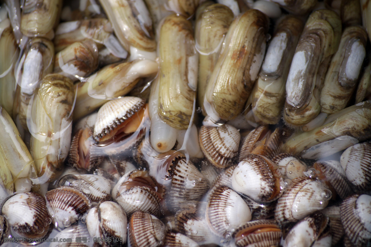 海鲜 海洋 美食 蛏子 美味 醉美舟山 生物世界 海洋生物