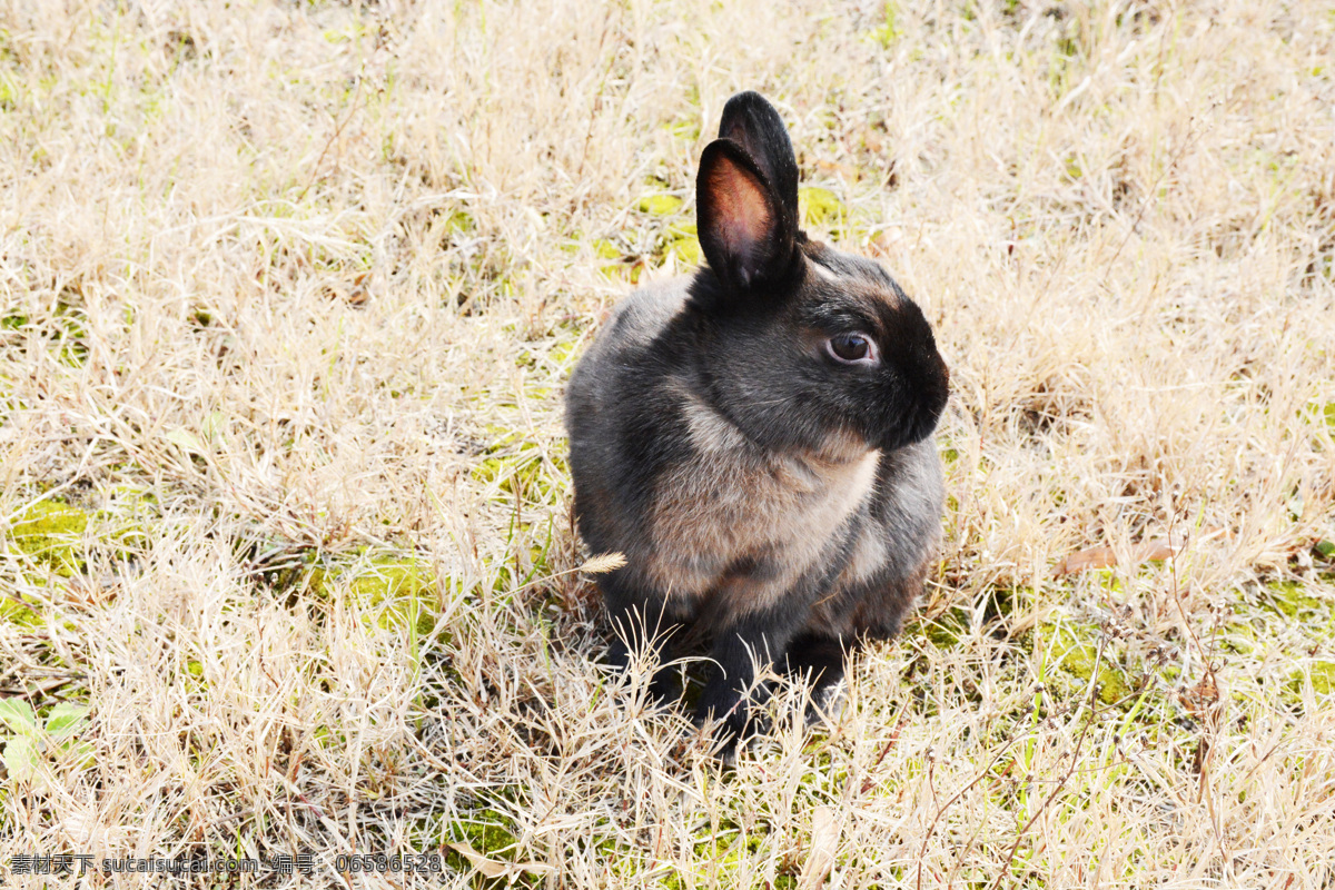 宠物兔 兔子 长耳兔 垂耳兔 野兔 小白兔 小灰兔 小黑兔 家兔 长毛兔 生物世界 其他生物