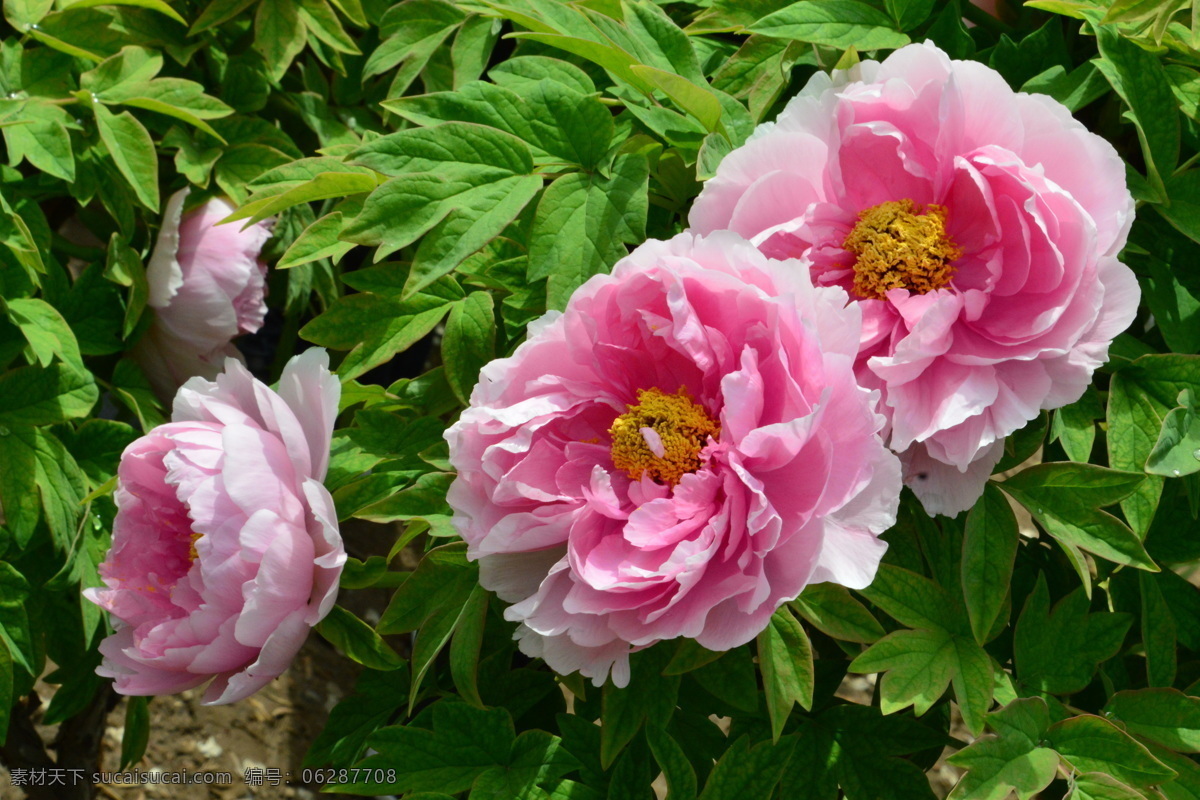 牡丹花 牡丹 观赏花卉 鼠姑 木芍药 百雨金 洛阳花 花朵 花瓣 花蕊 花卉 花儿 花草 植物 园林绿化 绿化景观 芍药牡丹 生物世界