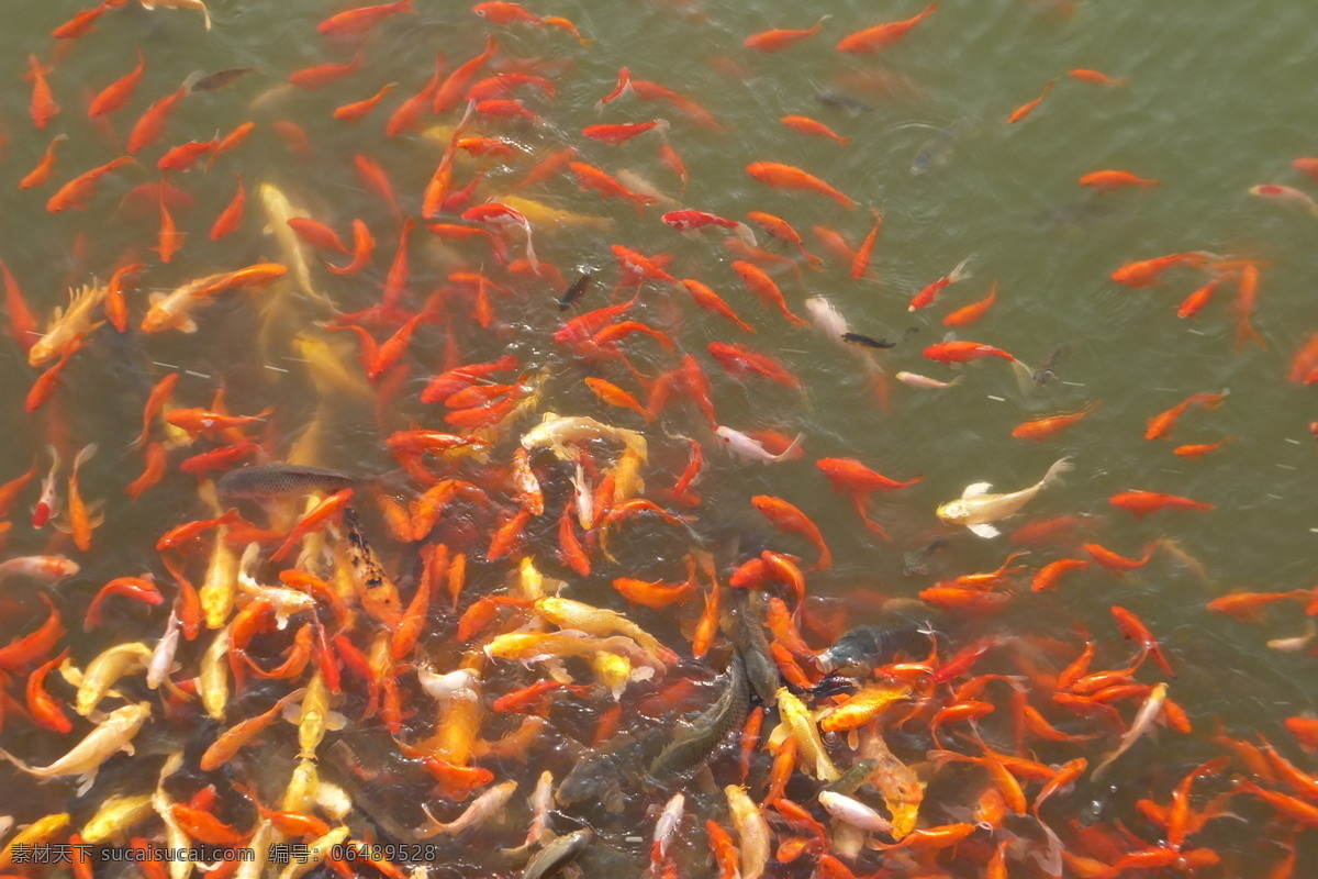 鲤鱼 生物世界 鱼类 鲤鱼照片 一群鲤鱼 各种颜色鲤鱼 黄色鲤鱼 金色鲤鱼 金鲤 成群鲤鱼