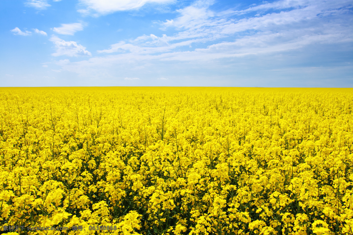 油菜 田园风光 摄影图片 油菜花 田园 黄色花朵 花海 蓝天白云 自然风景 高清图片 风景图片