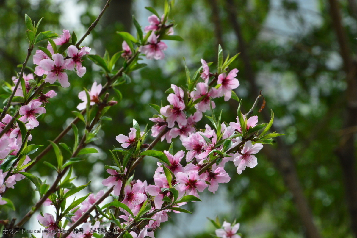 粉红桃花 观赏桃花 花朵 花蕊 花瓣 枝叶 春天 花卉 绿化景观 山桃碧桃 生物世界 花草