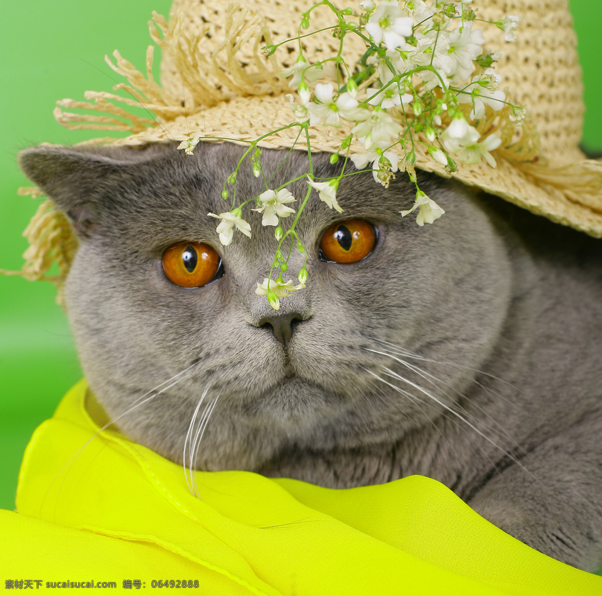 戴 草帽 猫咪 猫 小猫 可爱 萌 宠物 动物世界 动物摄影 戴草帽 猫咪图片 生物世界