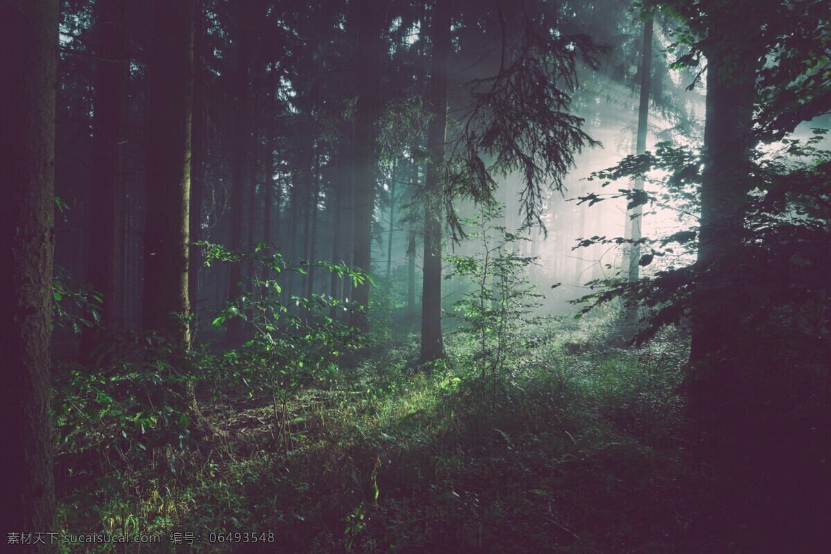 朦胧森林 森林 山林 树林 树木 树干 幽暗 阴深 茂密 阳光 森林景观 茂密树林 朦胧 山林背景 山林风景 花草树木 树木树林 自然景观 自然风景