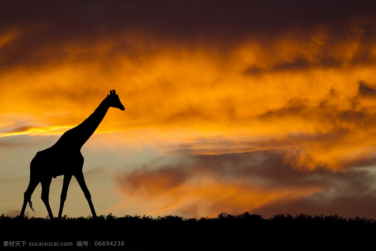 动物 野性 动物园 非洲草原 猛兽 野兽 凶猛 哺乳动物 长颈鹿 生物世界 野生动物