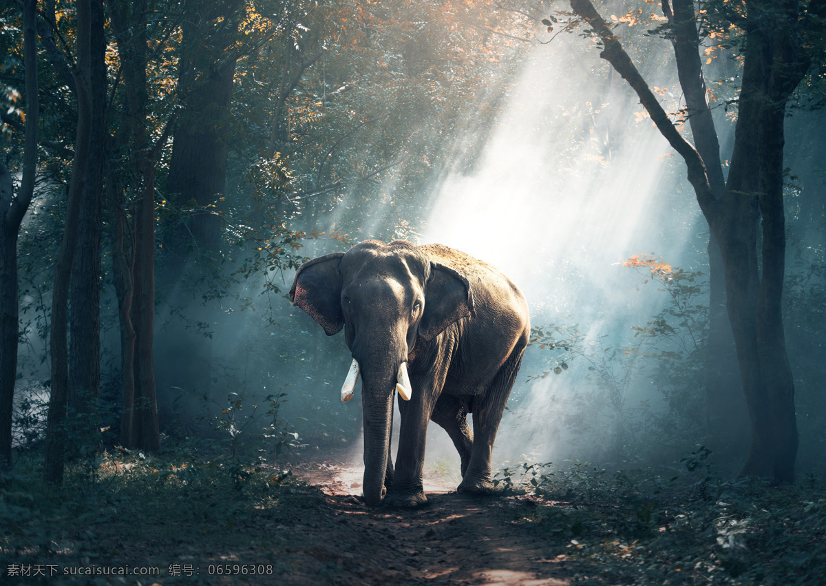大象 象 亚洲象 非洲象 森林象