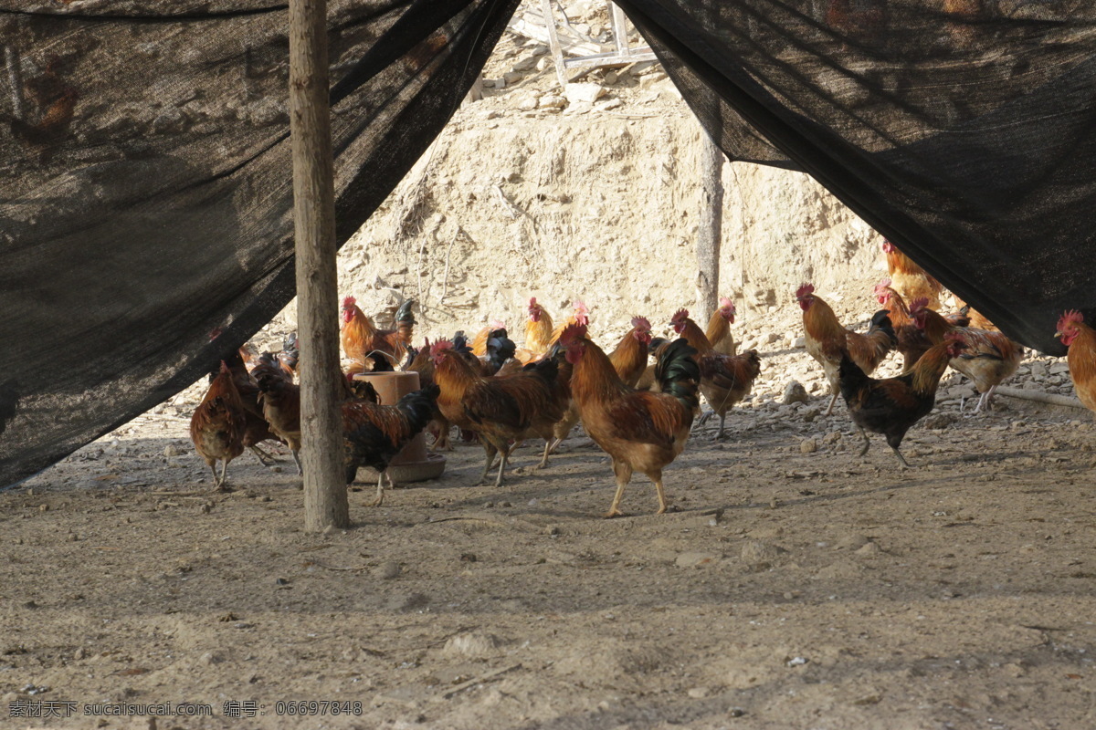公鸡 土鸡 散养鸡 养鸡场 家禽 生物世界 家禽家畜 黑色
