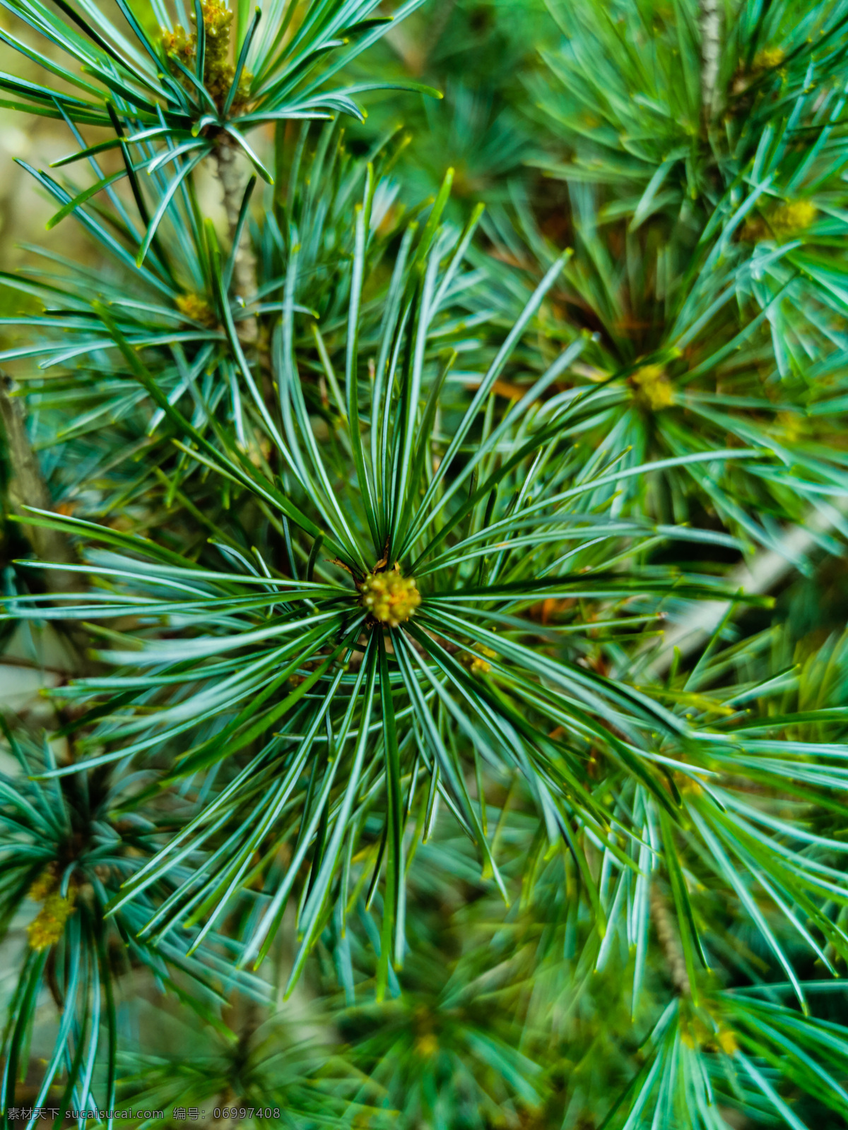 日本五针松素材图片下载-素材编号06997408-素材天下图库