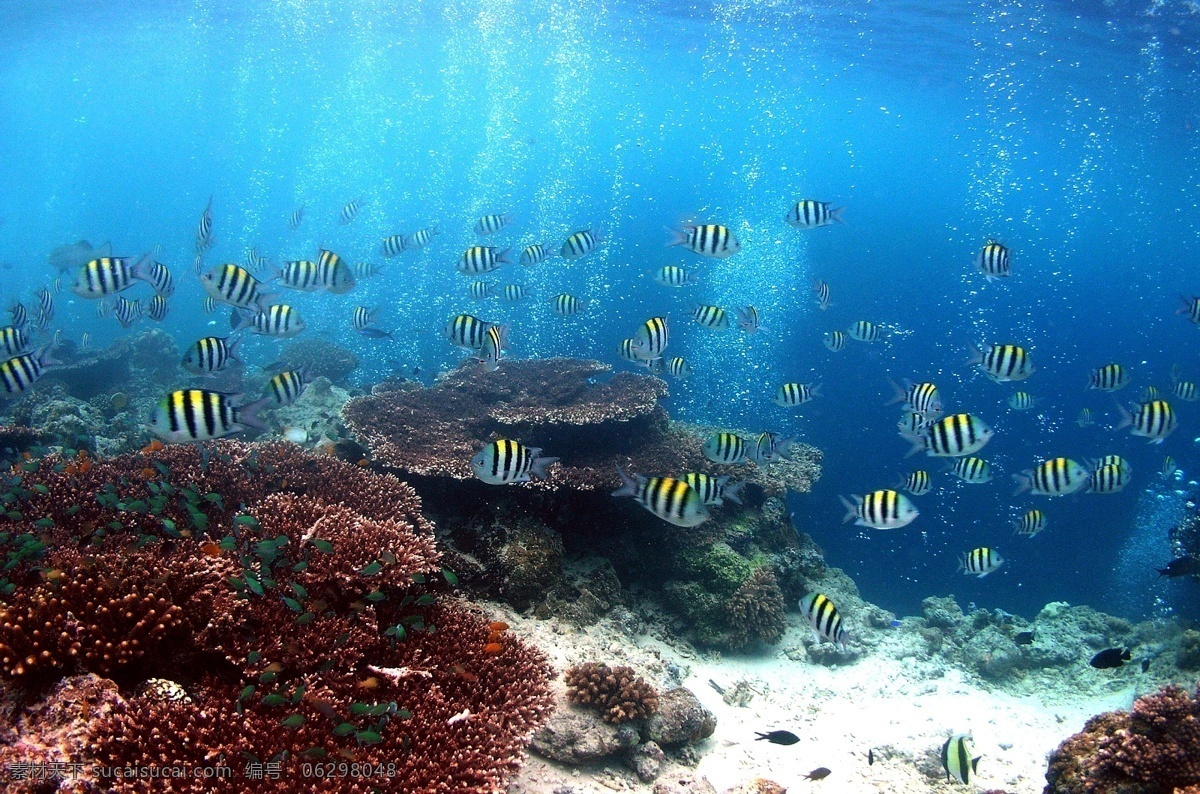 海底 海底世界 色彩斑斓 生物世界 鱼类 底 很多小鱼 珊瑚礁 沙石