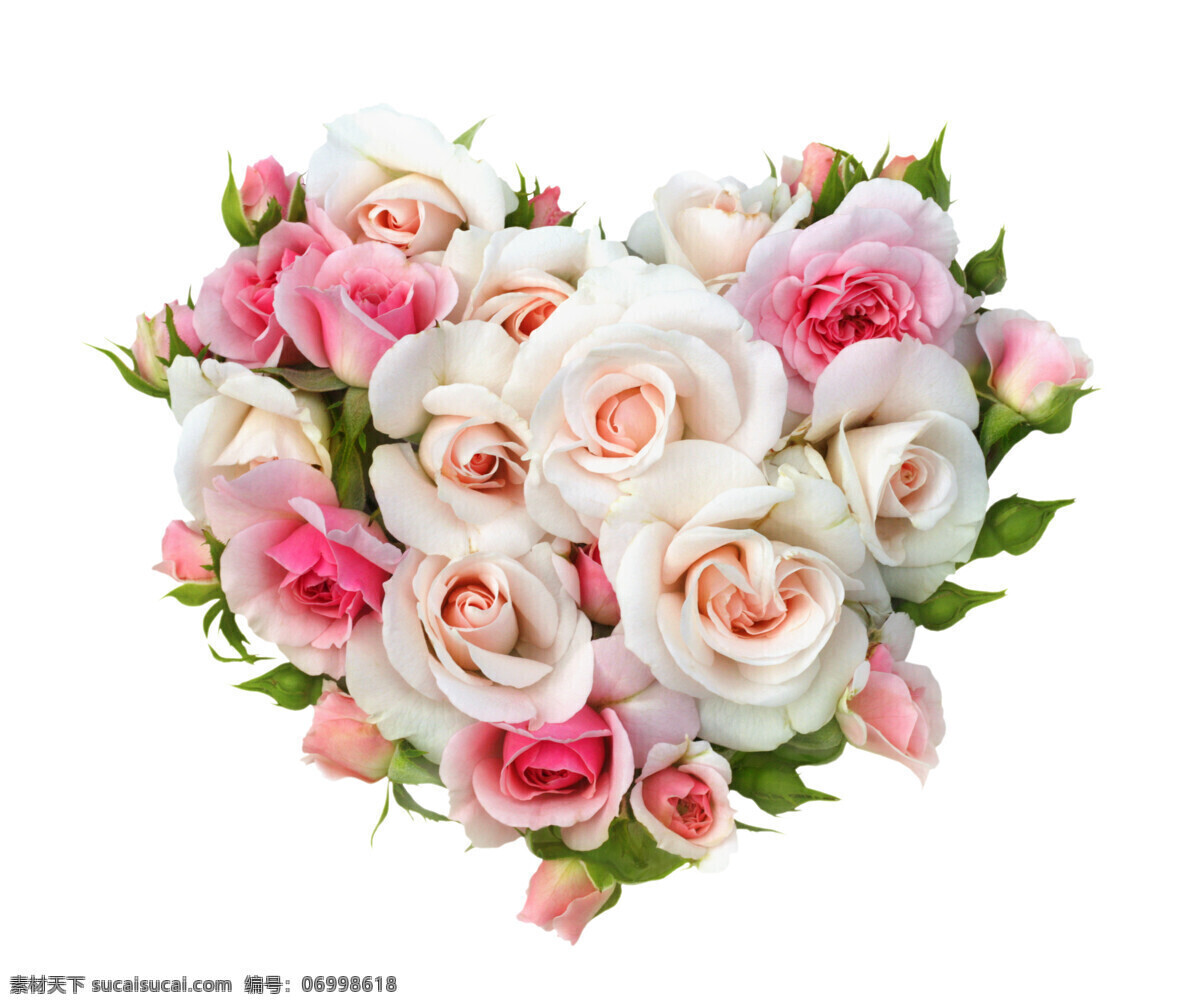 粉色 爱心 玫瑰花 鲜花 花卉 植物 花草树木 生物世界