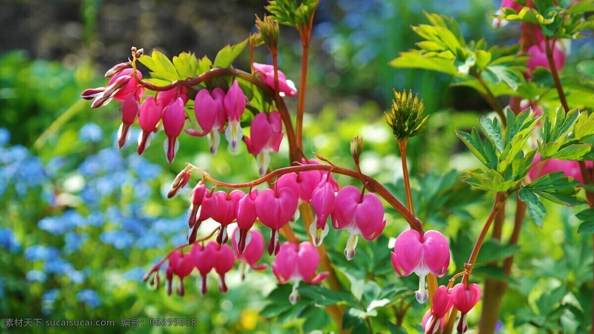 粉红色鲜花 鲜花 粉红色 观赏植物 盛开 天然粉红色 绿色