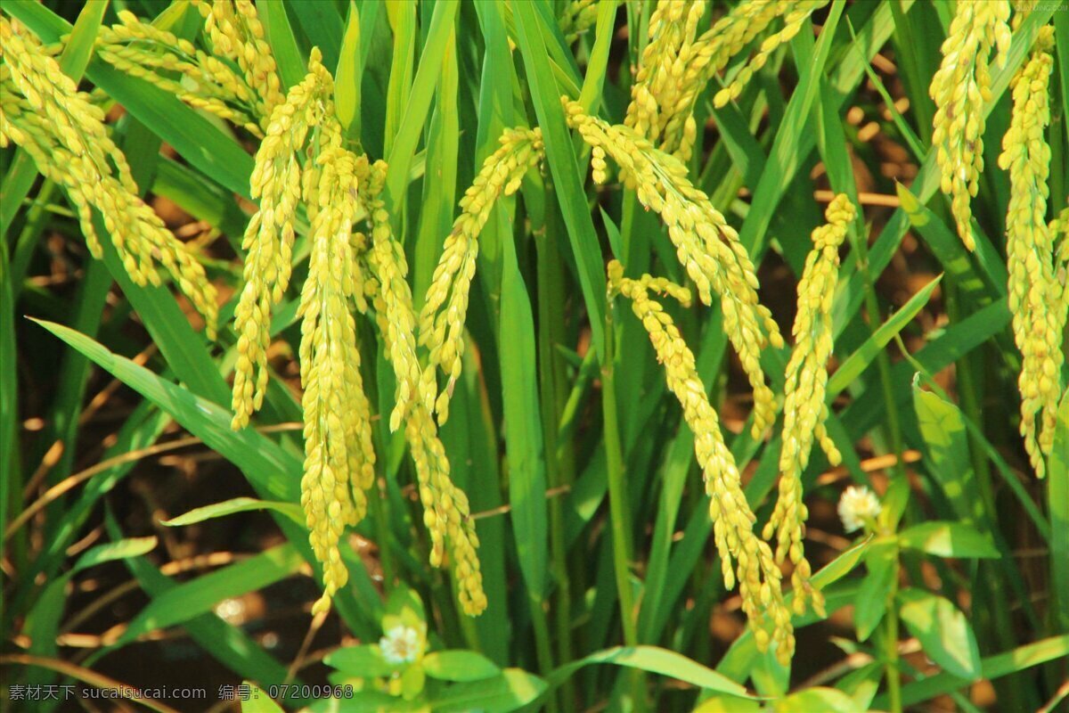 水稻 丰收 粮食 农药 农业 生产 田园风光 自然景观 矢量图 日常生活