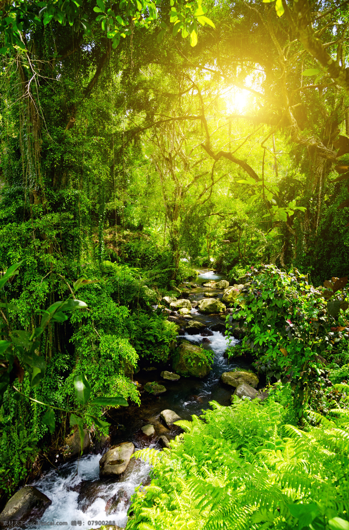 自然景观摄影 大自然 美丽风景 美景 景色 风光 风景摄影 森林 树木 树林 阳光 自然风景 自然景观 流水 黑色