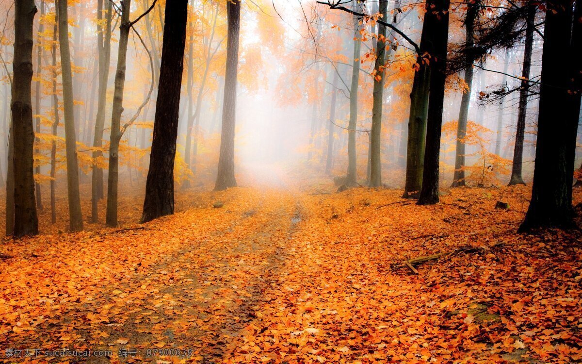 秋天 树林 高清 树叶 秋天森林 黄色 叶子 落叶