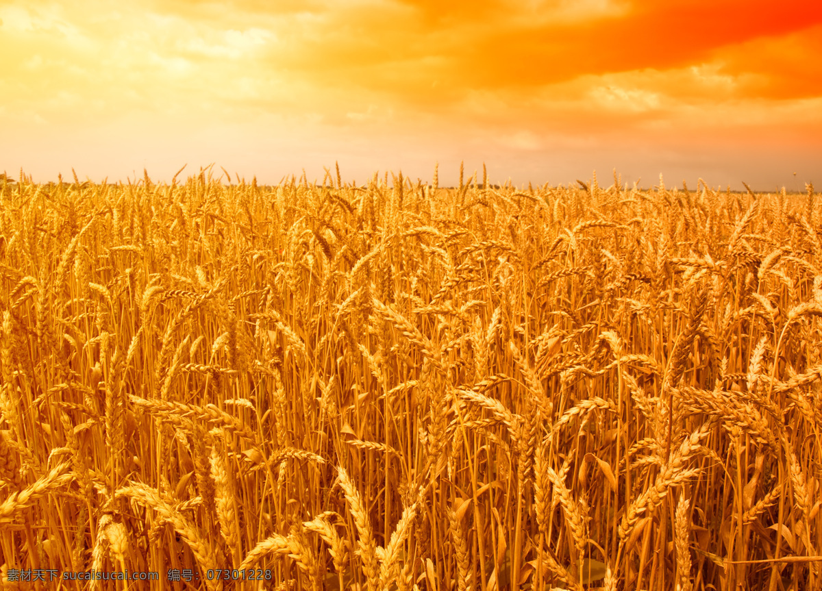 金秋 时候 小麦 打草堆 麦梗 麦田 丰收 收获 田园风光 自然景观 麦子 金黄色 农田 山水风景 风景图片