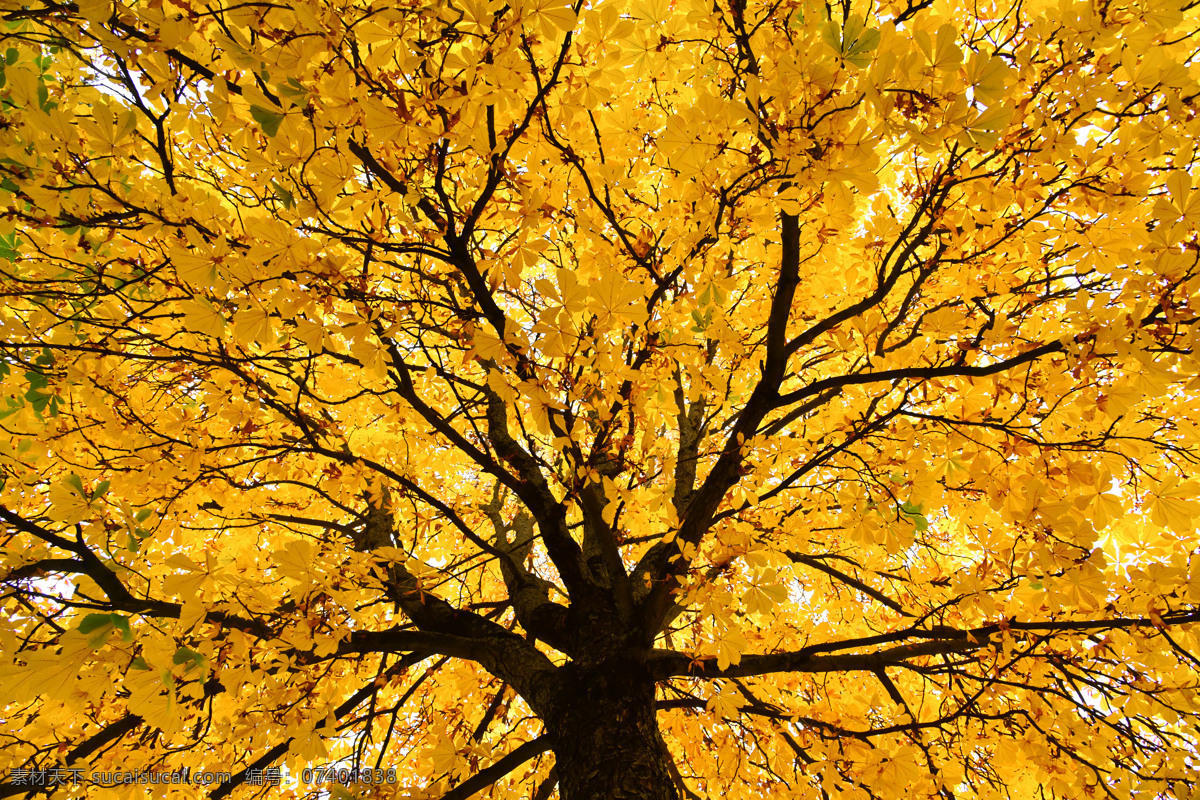 金黄色的大树 大树 黄色 金光 树叶 树木 黄叶 落叶 秋天 秋季 七叶树 叶子 树枝 植物 凉爽 依靠 茂盛 繁茂 枝叶 茁壮 成长 遮挡 庇护 生物世界 树木树叶