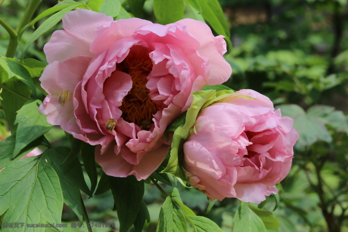 牡丹花 牡丹 观赏花卉 鼠姑 木芍药 百雨金 洛阳花 花朵 花瓣 花蕊 花卉 花儿 花草 植物 园林绿化 绿化景观 芍药牡丹 生物世界