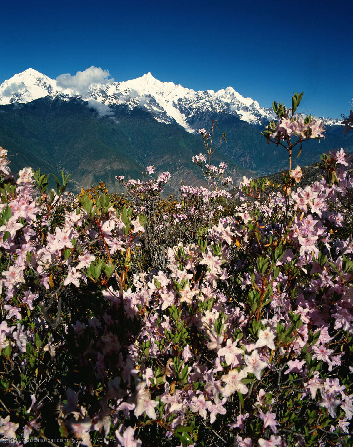 美丽 雪山 风景 美丽风景 景色 美景 风景摄影 自然风景 风光 山峰 美丽鲜花 花朵 山水风景 风景图片