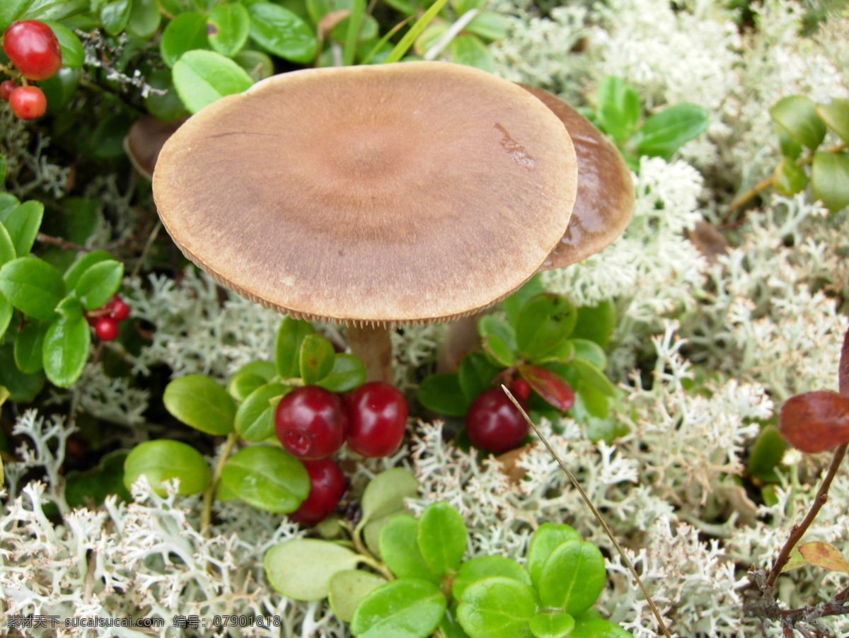 草蘑 呼伦贝尔 北部 原始林区 苔藓 红豆 其他生物 生物世界