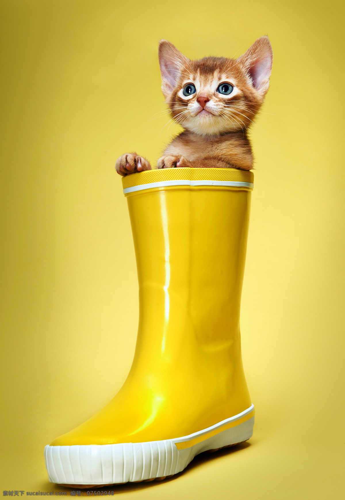雨靴 里 小猫 雨靴里的猫 猫 宠物猫 可爱动物 动物世界 猫咪图片 生物世界